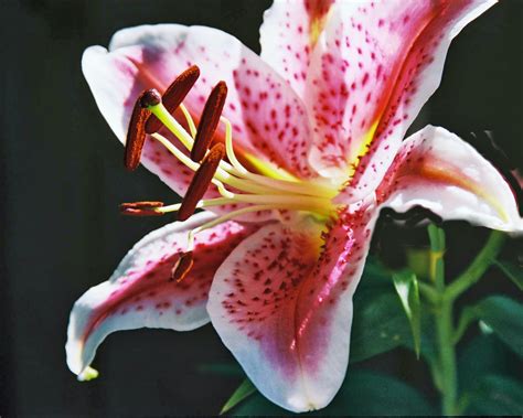 They are ideal for pots or borders and will tolerate most soils. . Lilys asian arches
